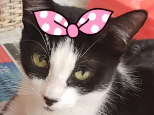 Gato raça Srd idade 1 ano nome Narizinho 