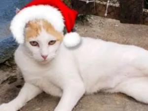 Gato raça Srd idade 1 ano nome Anne