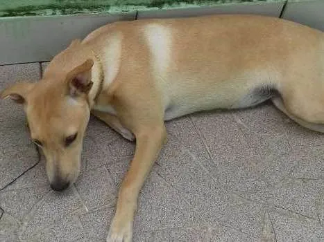 Cachorro raça Labrador /Pastor Alemão  idade 1 ano nome Belinha