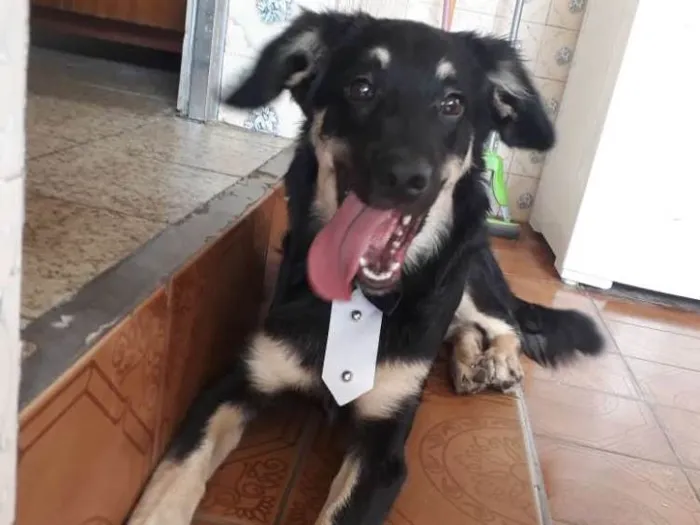 Cachorro ra a Virá lata  idade 7 a 11 meses nome Tobias 