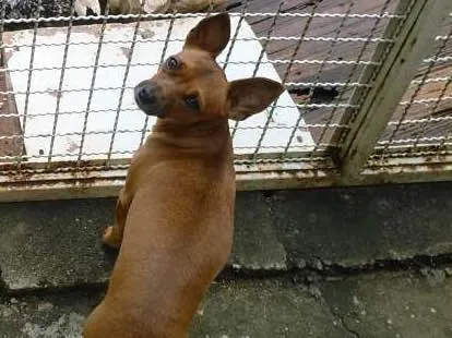 Cachorro ra a Pincher idade 1 ano nome DARA