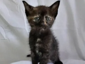Gato raça SRD idade Abaixo de 2 meses nome Ainda não têm nome