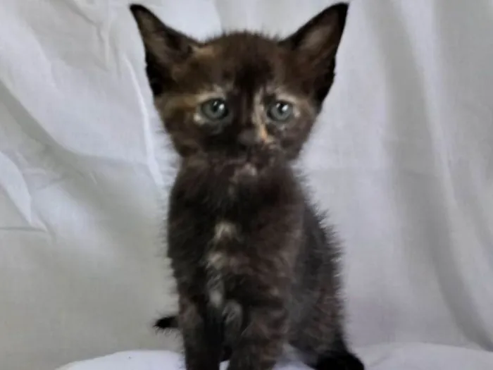 Gato ra a SRD idade Abaixo de 2 meses nome Ainda não têm nome