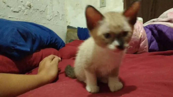 Gato ra a Sialata idade 2 a 6 meses nome Não possui