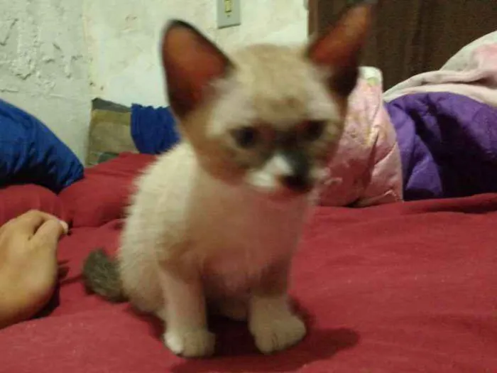 Gato ra a Sialata idade 2 a 6 meses nome Não possui