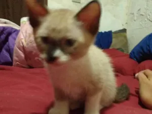 Gato raça Sialata idade 2 a 6 meses nome Não possui