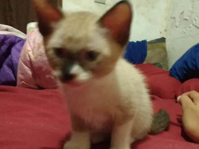 Gato ra a Sialata idade 2 a 6 meses nome Não possui