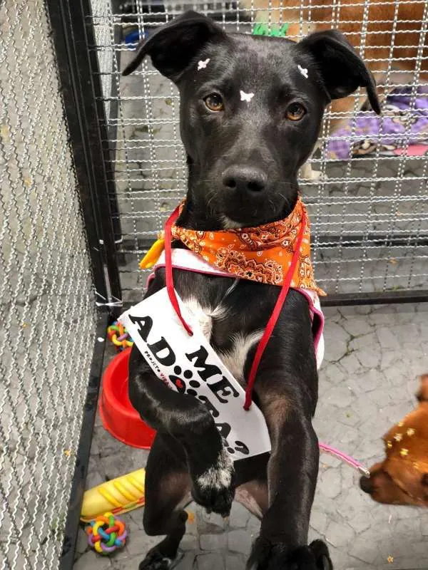 Cachorro ra a Sem Raça Definida idade 7 a 11 meses nome Biela