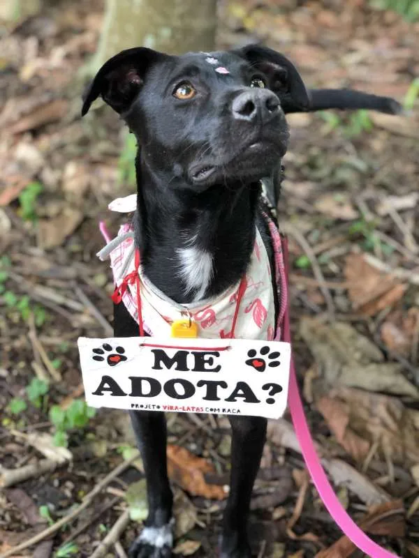 Cachorro ra a Sem Raça Definida idade 7 a 11 meses nome Biela
