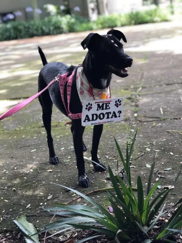 Cachorro ra a Sem Raça Definida idade 7 a 11 meses nome Biela