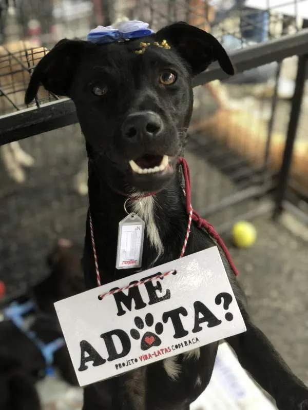 Cachorro ra a Sem Raça Definida idade 7 a 11 meses nome Biela