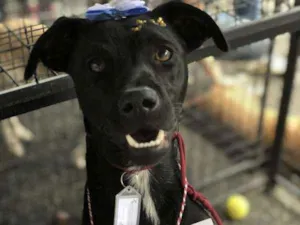 Cachorro raça Sem Raça Definida idade 7 a 11 meses nome Biela