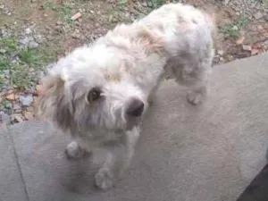 Cachorro raça Poodle  idade 7 a 11 meses nome snoop