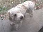 Cachorro raça Poodle  idade 7 a 11 meses nome snoop