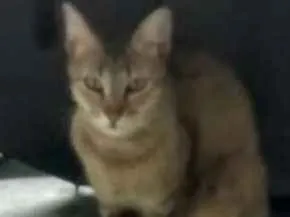 Gato raça Bengala  idade 7 a 11 meses nome Pandora
