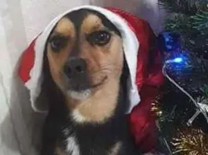 Cachorro raça Viralata idade 3 anos nome Spaik