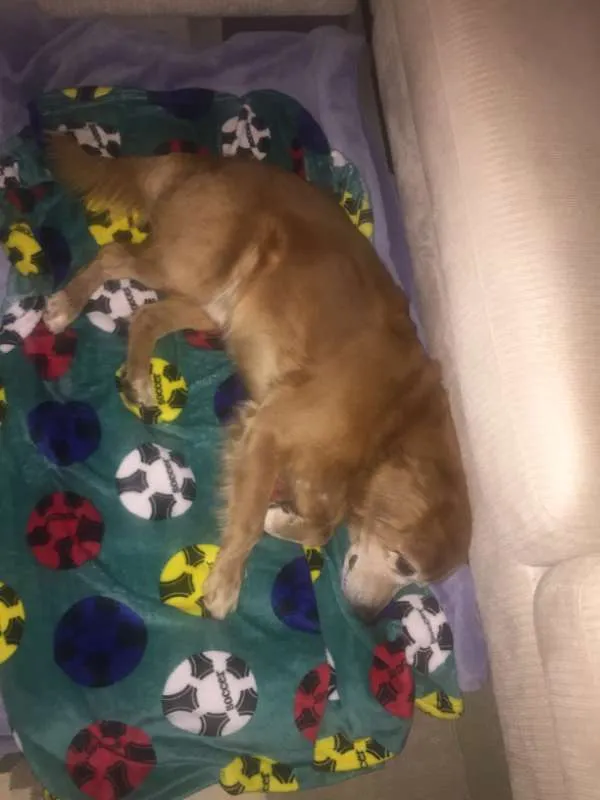 Cachorro ra a Indefinida idade 6 ou mais anos nome Bob