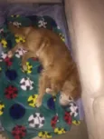 Bob