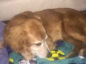 Cachorro raça Indefinida idade 6 ou mais anos nome Bob