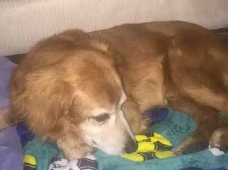 Cachorro ra a Indefinida idade 6 ou mais anos nome Bob