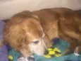 Bob