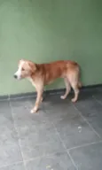 Boby