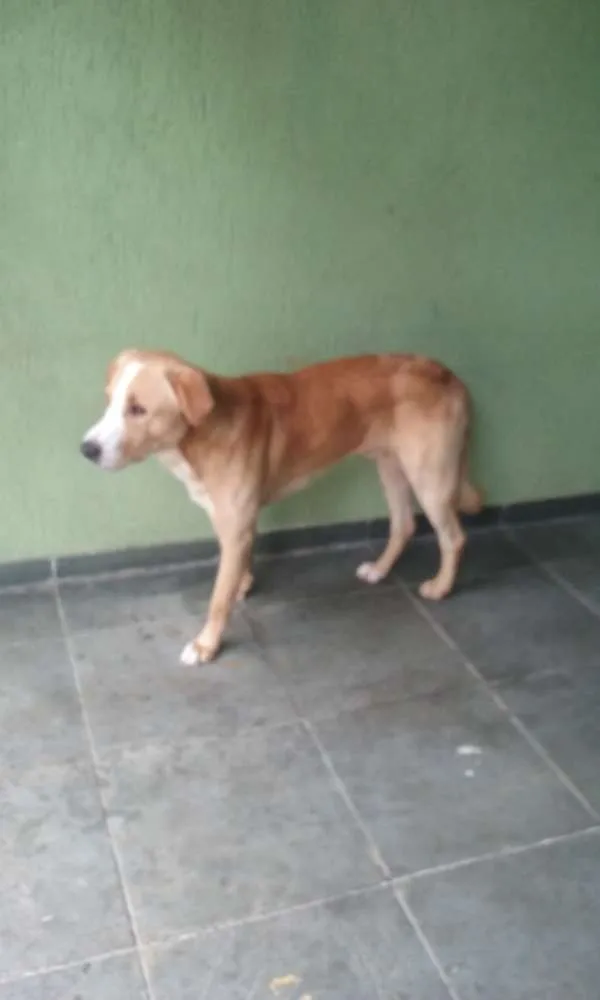 Cachorro ra a Labrador misturado idade  nome Boby