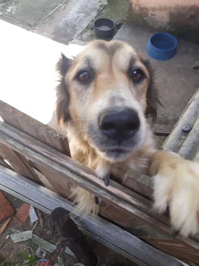 Cachorro ra a Vira lata idade 3 anos nome Pitty