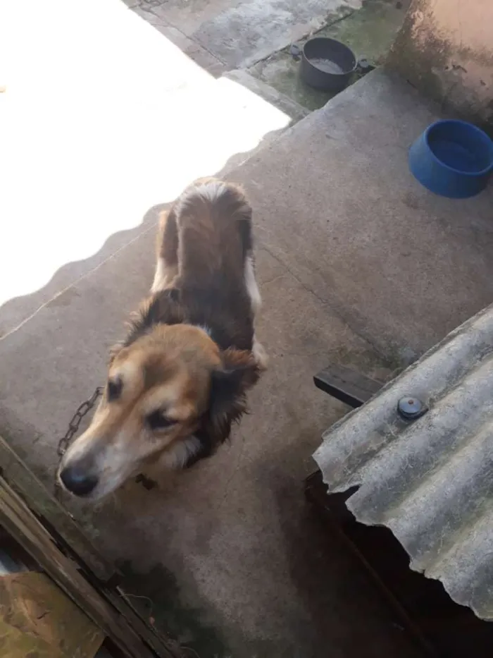Cachorro ra a Vira lata idade 3 anos nome Pitty