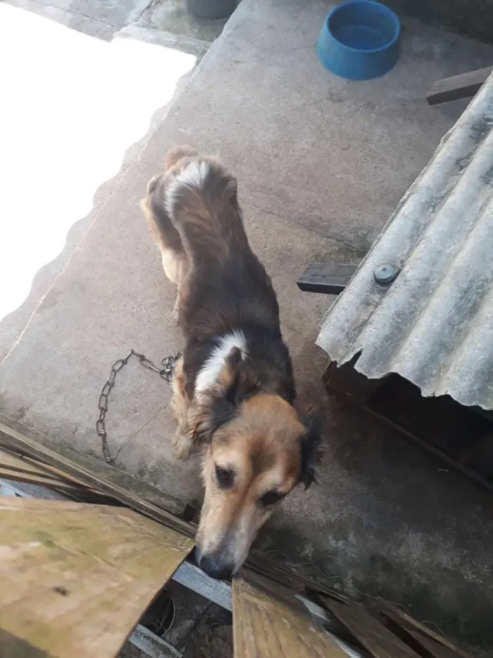 Cachorro ra a Vira lata idade 3 anos nome Pitty