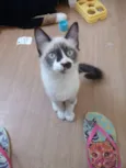 Miu
