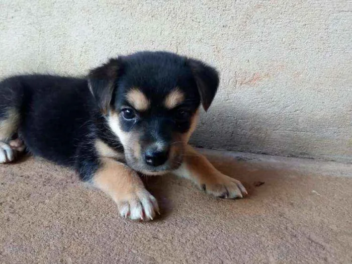 Cachorro ra a  idade Abaixo de 2 meses nome Filhotes sem nome 