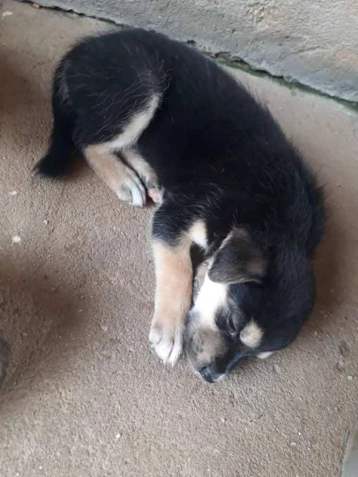 Cachorro ra a  idade Abaixo de 2 meses nome Filhotes sem nome 