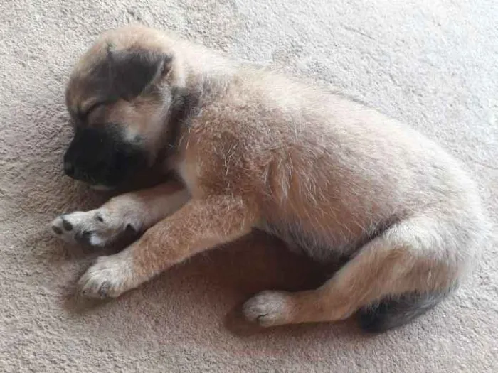 Cachorro ra a  idade Abaixo de 2 meses nome Filhotes sem nome 