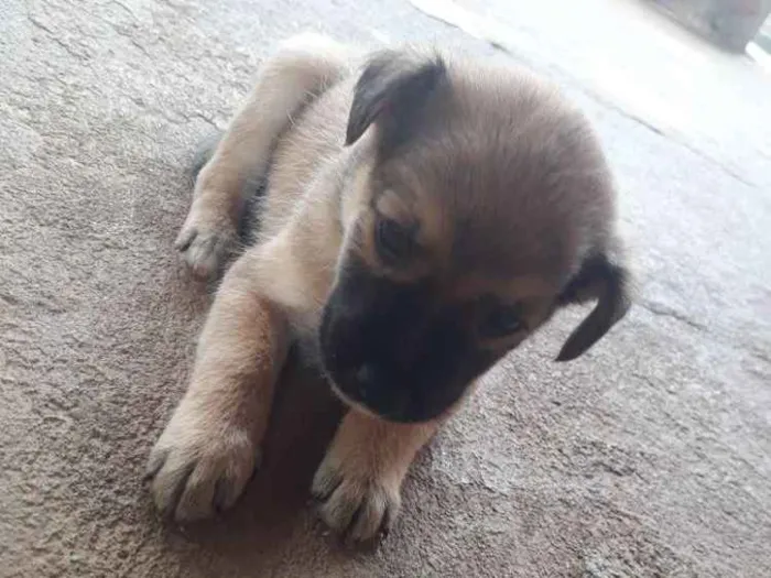 Cachorro ra a  idade Abaixo de 2 meses nome Filhotes sem nome 