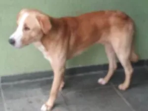 Cachorro raça Labrador misturado idade  nome Boby