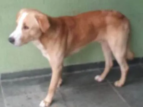 Cachorro ra a Labrador misturado idade  nome Boby