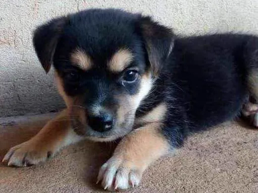 Cachorro ra a  idade Abaixo de 2 meses nome Filhotes sem nome 