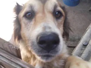 Cachorro raça Vira lata idade 3 anos nome Pitty