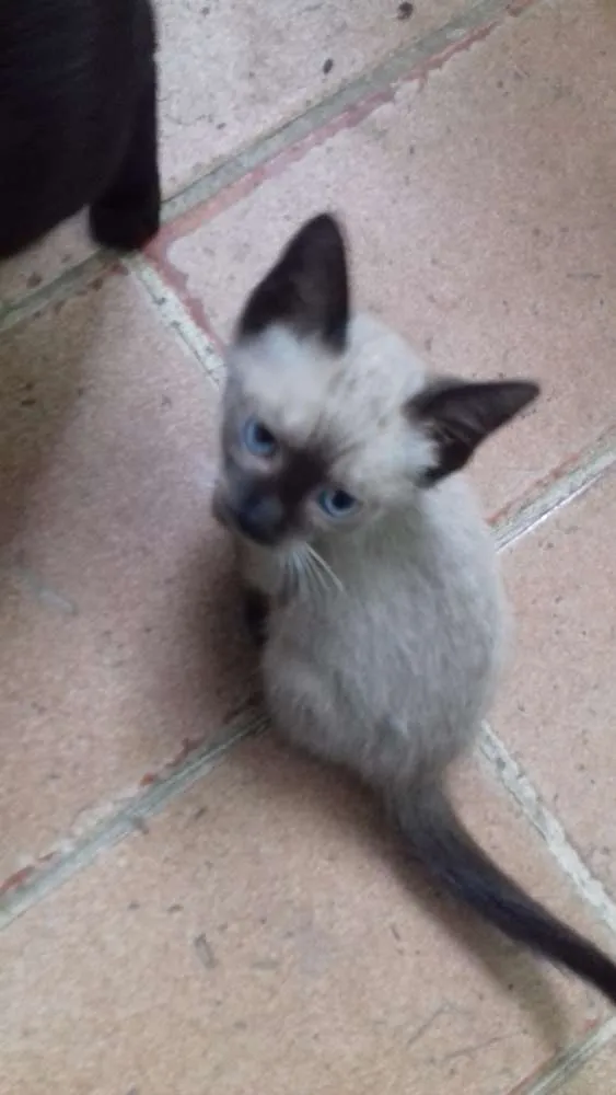 Gato raça Viralata idade 2 a 6 meses nome Natasha 