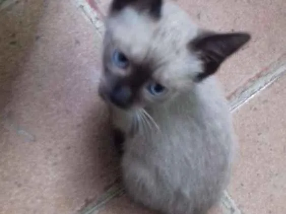 Gato raça Viralata idade 2 a 6 meses nome Natasha 