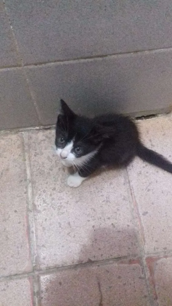 Gato raça Viralata idade 2 a 6 meses nome Gabriel e Lara