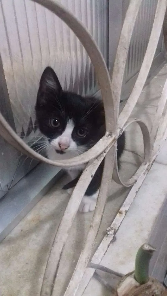 Gato raça Viralata idade 2 a 6 meses nome Gabriel e Lara