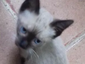 Gato raça Viralata idade 2 a 6 meses nome Natasha 