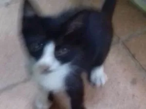 Gato raça Viralata idade 2 a 6 meses nome Gabriel e Lara
