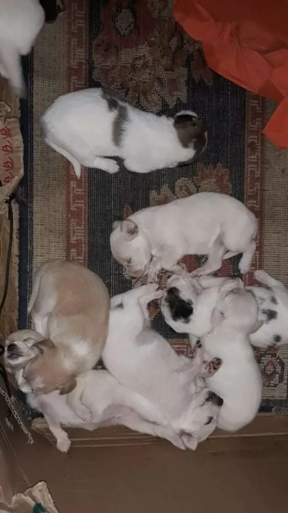 Cachorro raça SRD idade Abaixo de 2 meses nome -nao escolhido-