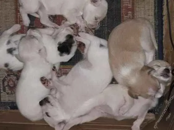 Cachorro raça SRD idade Abaixo de 2 meses nome -nao escolhido-