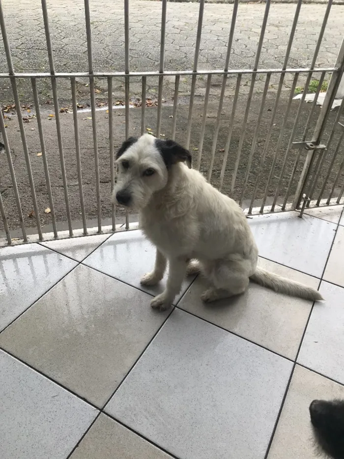 Cachorro ra a Vira-lata idade 6 ou mais anos nome Latifa 