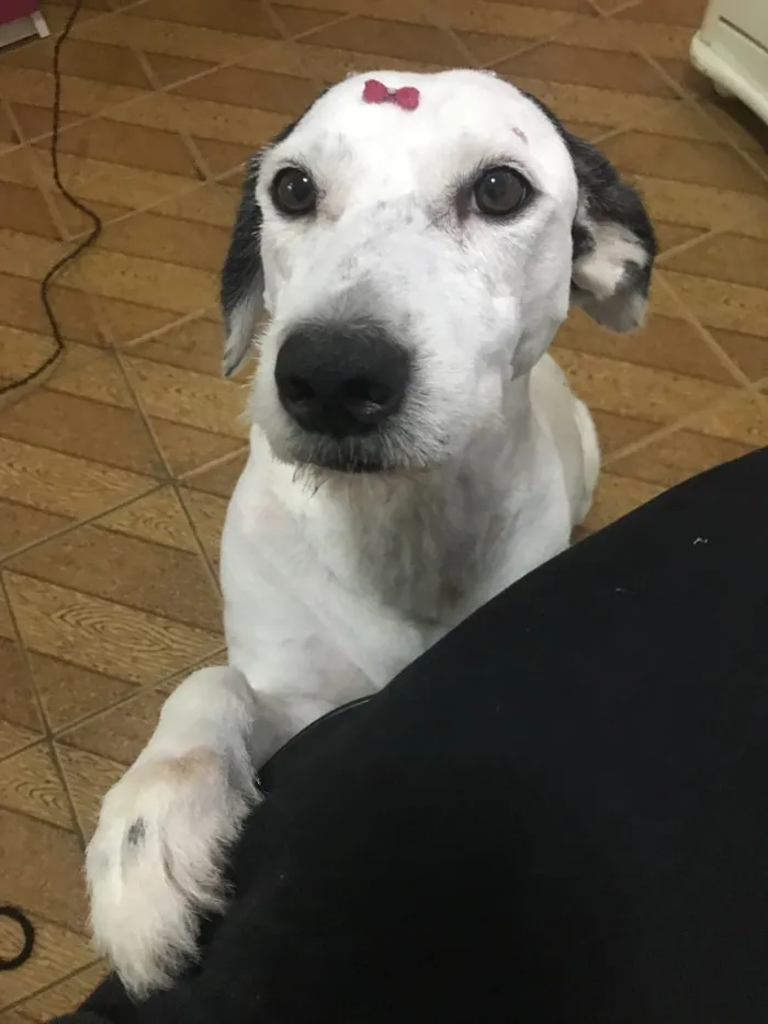 Cachorro ra a Vira-lata idade 6 ou mais anos nome Latifa 
