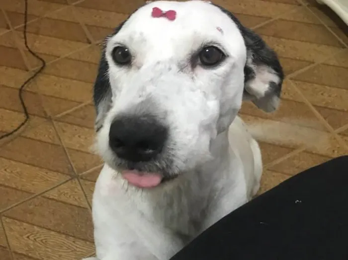 Cachorro ra a Vira-lata idade 6 ou mais anos nome Latifa 